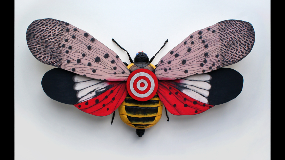Evolution of the Spotted Lanternfly